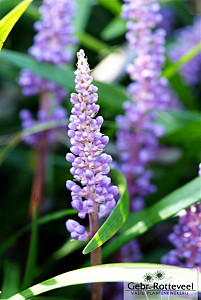 Liriope muscari 'Ingwersen'