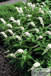 Lysimachia clethroides
