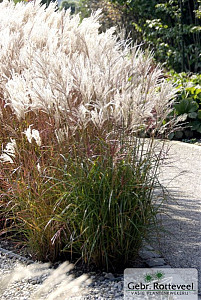 Miscanthus sin. 'Ferner Osten'