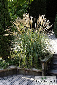 Miscanthus sin. 'Yaku Jima'