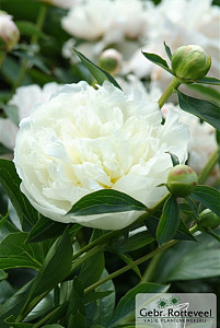 Paeonia (LD) 'Duchesse de Nemours'