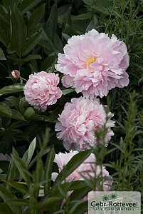 Paeonia (LD) 'Sarah Bernhardt'