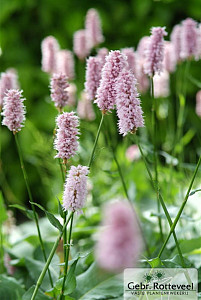 Persicaria bistorta 'Superba'