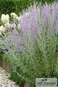 Perovskia atriplicifolia 'Blue Spire'