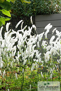 Actaea simplex 'White Pearl'