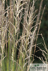 Molinia caerulea 'Moorhexe'