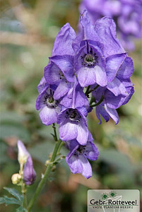 Aconitum napellus