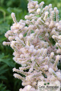 Astilbe (J) 'Europa'