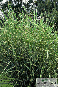 Miscanthus sin. 'Strictus'