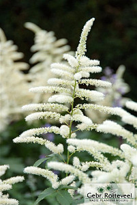 Astilbe (J) 'Washington'