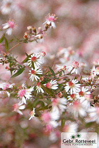 Aster l. 'Horizontalis'