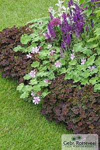 Geranium renardii