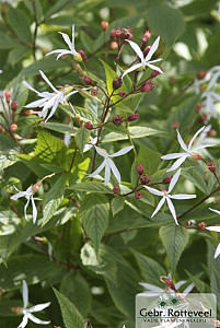 Gillenia trifoliata