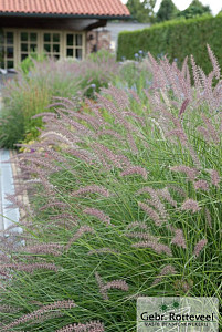 Pennisetum 'Karley Rose'