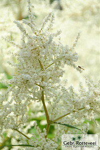 Persicaria polymorpha