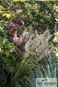 Calamagrostis brachytricha