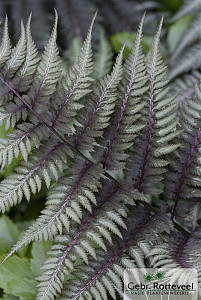 Athyrium nipponicum 'Metallicum'