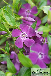 Vinca minor 'Atropurpurea'