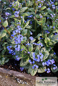 Brunnera macr. 'Sea Heart'
