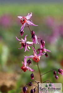 Epimedium perralc. 'Frohnleiten'