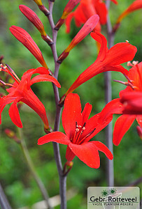 Crocosmia 'Lucifer'