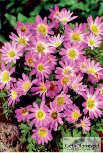Anemone blanda 'Pink Star'