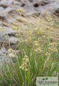 Luzula nivea