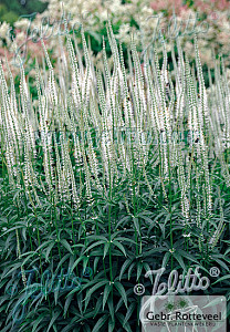 Veronicastrum virg. 'Albiflorum'