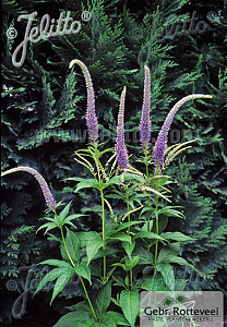 Veronicastrum sibiricum