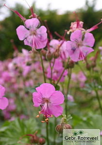Geranium cant. 'Berggarten'