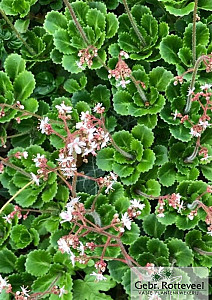 Saxifraga urbium