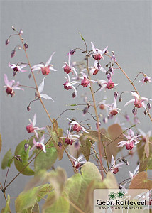 Epimedium 'Aziatic Hybrid'
