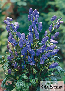 Aconitum carm. 'Arendsii'