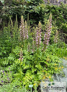 Acanthus spinosus