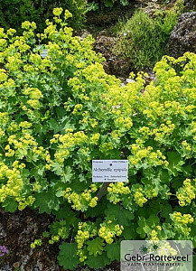 Alchemilla epipsila