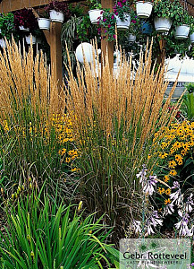 Calamagrostis acut. 'Karl Foerster'