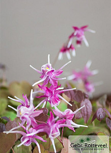Epimedium gr. 'Purple Pixie'