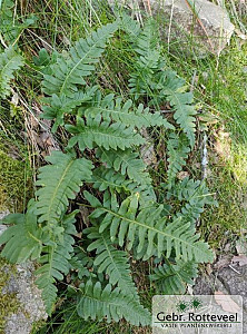 Polypodium vulgare