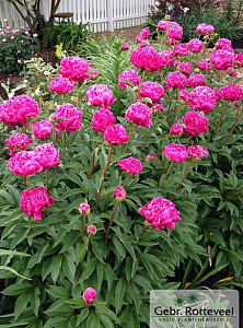 Paeonia (LD) 'Karl Rosenfield'