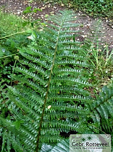 Polystichum setiferum