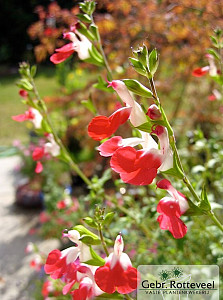 Salvia micr. 'Hot Lips'