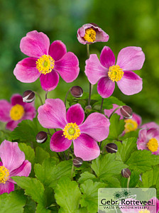 Anemone hup. 'Splendens'