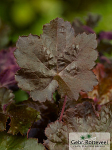 Heuchera mic. 'Palace Purple'