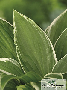 Hosta 'Undulata Albomarginata'