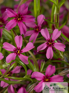 Phlox (S) 'Atropurpurea'