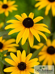 Rudbeckia fulgida deamii