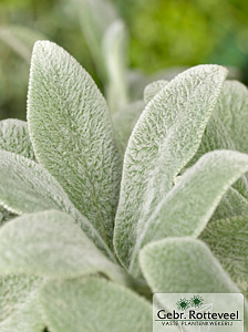 Stachys byzantina 'Silver Carpet'