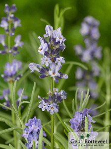 Lavandula angustifolia