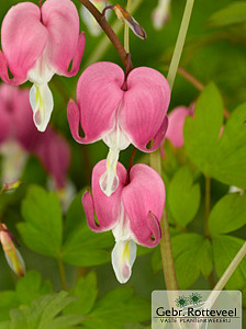 Dicentra spectabilis