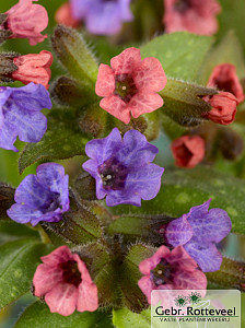 Pulmonaria s. 'Mrs Moon'